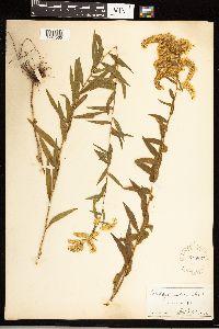 Solidago odora image