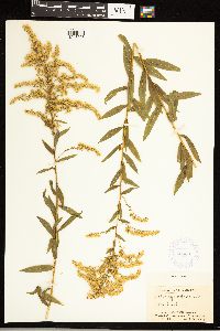 Solidago odora image