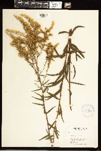 Solidago odora image