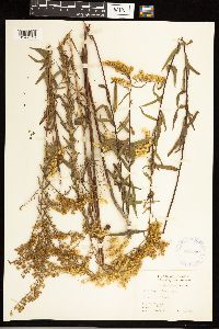 Solidago odora image