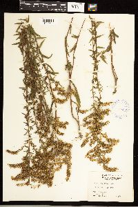 Solidago odora image