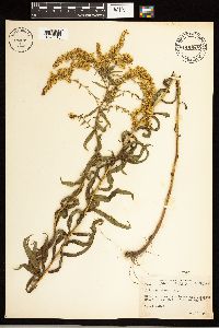 Solidago odora image