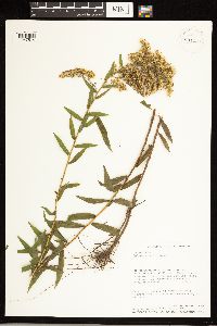 Solidago odora image