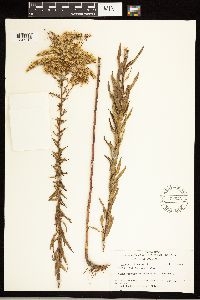 Solidago odora image