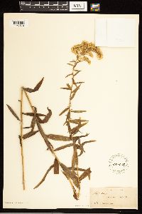 Solidago odora image