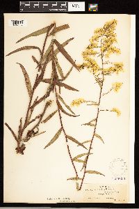 Solidago odora image