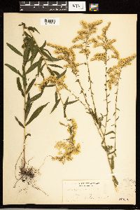 Solidago odora image