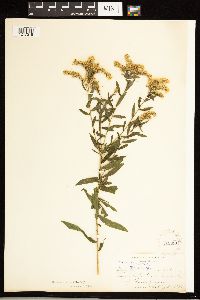 Solidago odora image