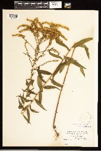 Solidago odora image