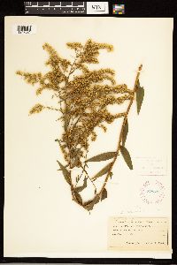 Solidago odora image