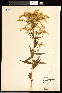 Solidago odora image