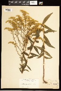 Solidago odora image