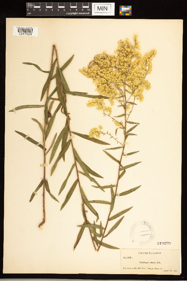 Solidago odora image