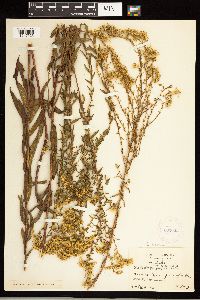 Solidago odora image