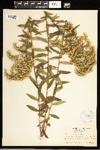 Solidago odora image