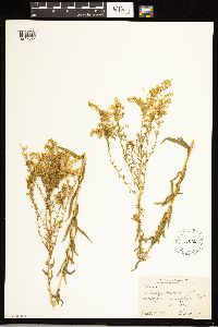 Solidago odora image