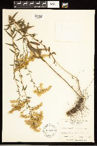Solidago odora image