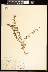 Solidago odora image