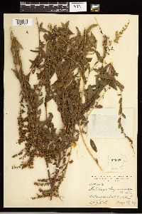 Solidago odora image