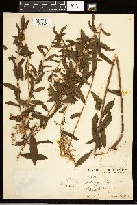 Solidago odora image