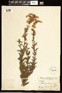 Solidago odora image