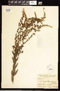 Solidago odora image