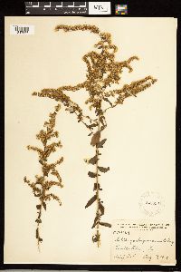 Solidago odora image
