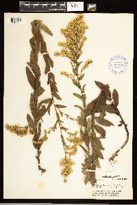 Solidago odora image