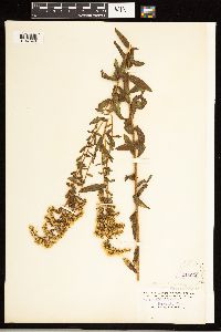 Solidago odora image