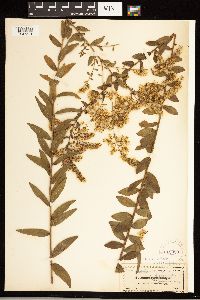 Solidago odora image