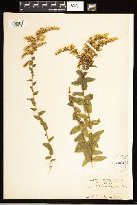 Solidago odora image