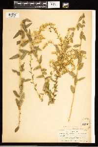Solidago odora image