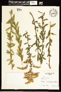 Solidago odora image