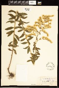 Solidago odora image