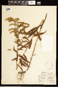 Solidago odora image