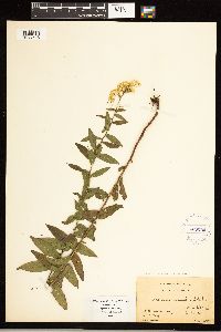 Solidago odora image