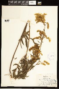 Solidago odora image