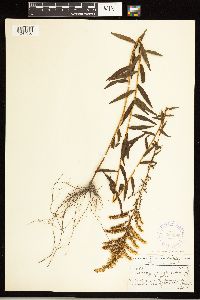 Solidago odora image