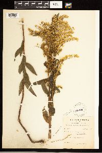 Solidago odora image