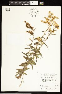 Solidago odora image