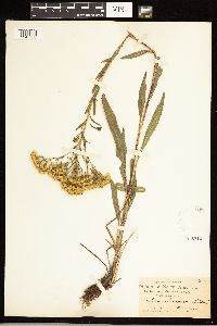 Solidago ohioensis image
