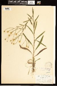 Solidago ptarmicoides image