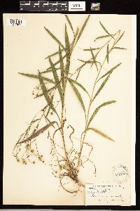 Solidago ptarmicoides image
