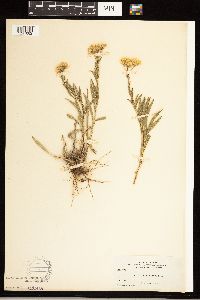 Solidago ptarmicoides image