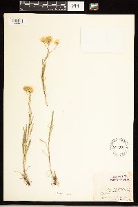 Solidago ptarmicoides image