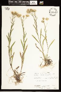 Solidago ptarmicoides image