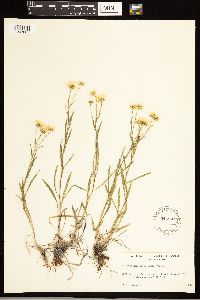 Solidago ptarmicoides image