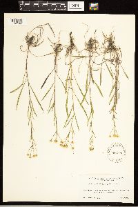 Solidago ptarmicoides image