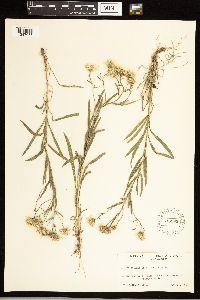 Solidago ptarmicoides image