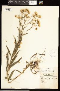 Solidago ptarmicoides image